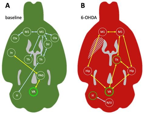 Cerebellar Metabolic Connectivity during Treadmill Walking before and ...