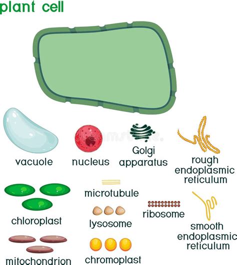 Cell Components 的图像结果
