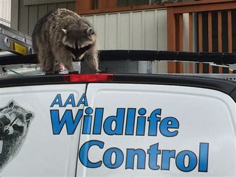 Rabies vs. Distemper: Understanding the Differences in Raccoons ...