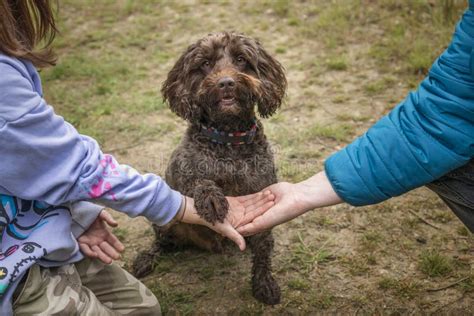 Image result for Cockapoo Adult with Human