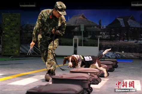带你来警犬训练营看看警犬是怎样练成的_图片频道_新华网