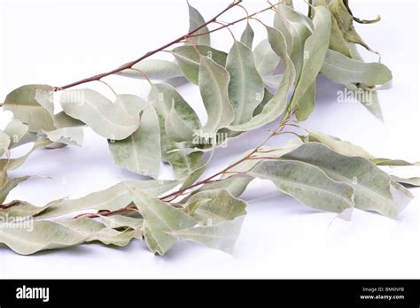 Dried eucalyptus leaves on a branch on white background Stock Photo - Alamy