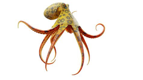 Image result for Blue-Ringed Octopus AdoptMe Tricks