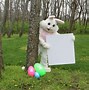 Image result for Add Your Photo Easter Bunny