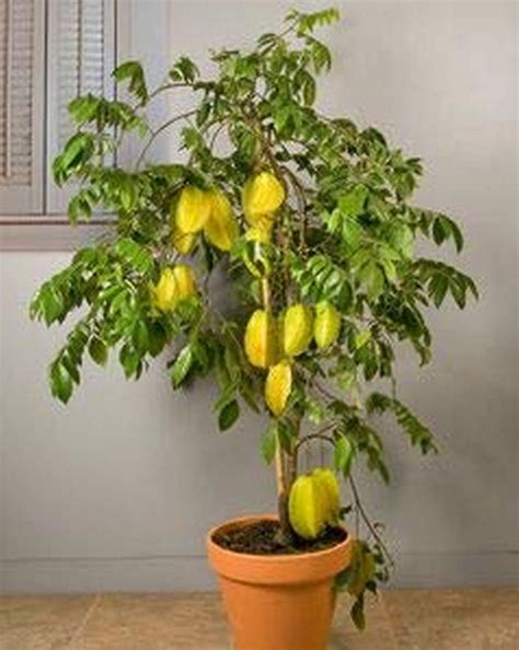 Live Plant Star Fruit Rare - (Averrhoa Carambola) 1 Healthy For Balcon ...