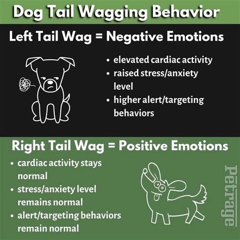 Decoding Dog Tail Language: What Wags Really Mean