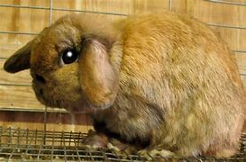 Image result for Fat Cute Bunny Toy