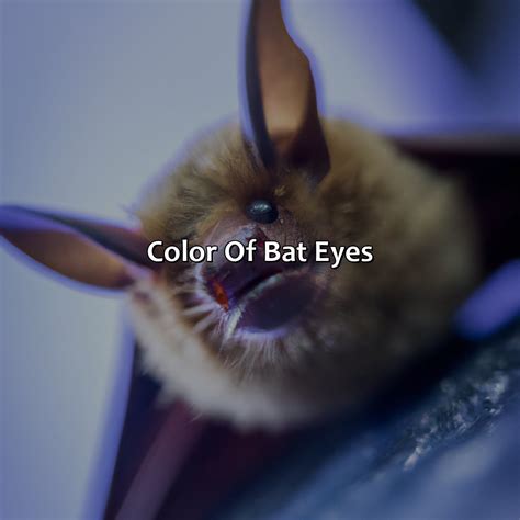 What Color Are Bats Eyes - colorscombo.com