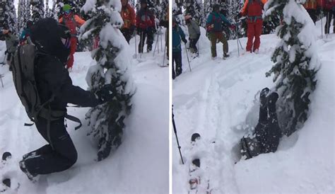 Image result for Tree Well Example