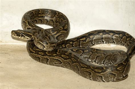 African Rock Python Baby 的图像结果
