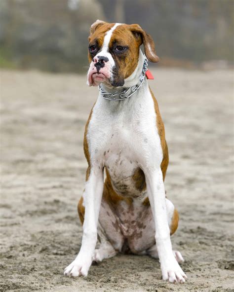 Boxer Dog Growth Chart