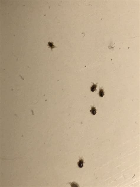 Tiny Black Bugs Around Bathroom Sink at Taylah North blog