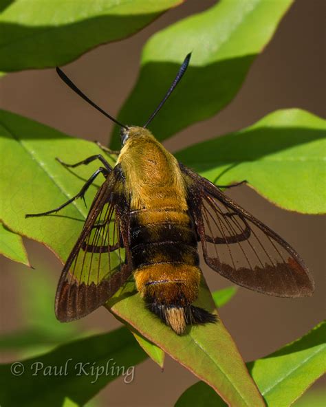 Snowberry Clearwing Hemaris diffinis (Boisduval, 1836) | Butterflies ...