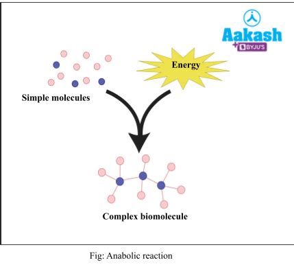 Dynamic State of Body Constituents: Metabolism & Metabolic Pathways | AESL