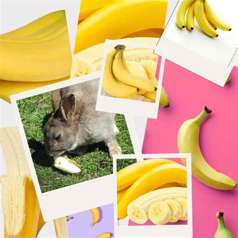 Can Bunnies Have Banana Peel at Sandra Moody blog