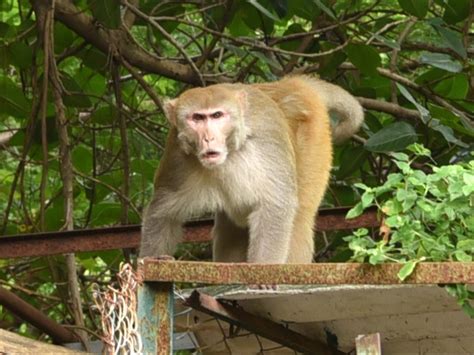 More Than 30 Wild Animals Kept As Illegal Pets In Karnataka Politician ...