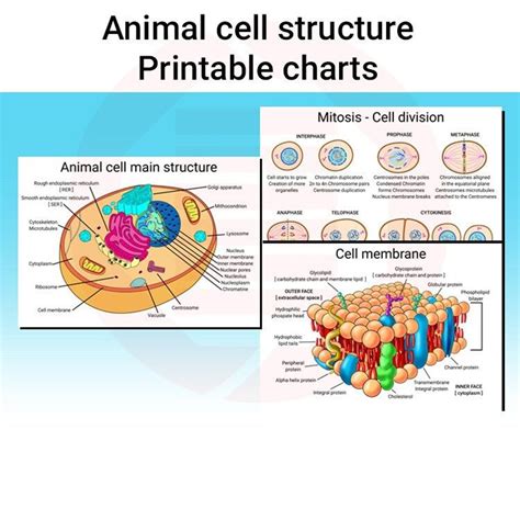 Image result for Basic Structure of a Cell
