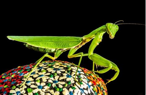 螳螂是益虫吗？它吃什么害虫？_百度知道