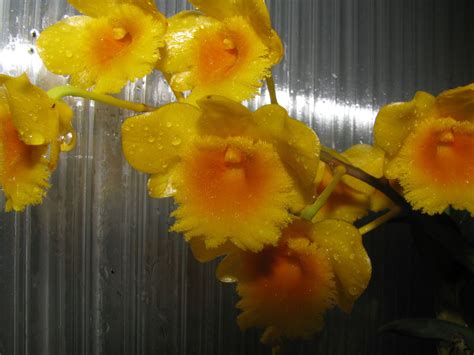 Dendrobium chrysotoxum Lindl. | Plants of the World Online | Kew Science