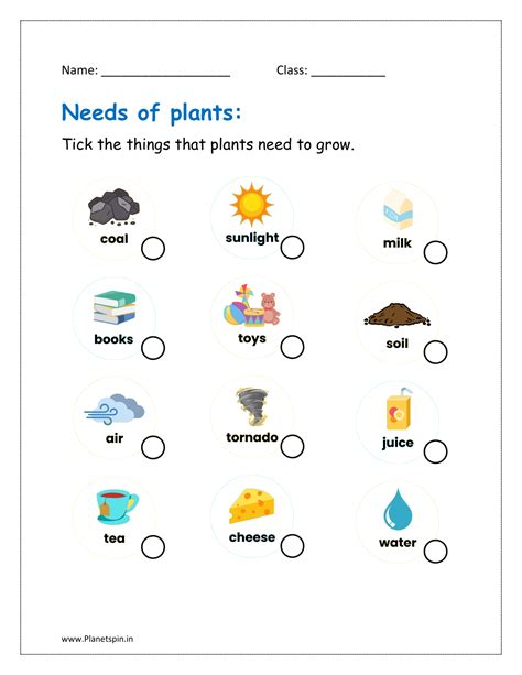 Needs of plants worksheet for kindergarten | Planetspin.in