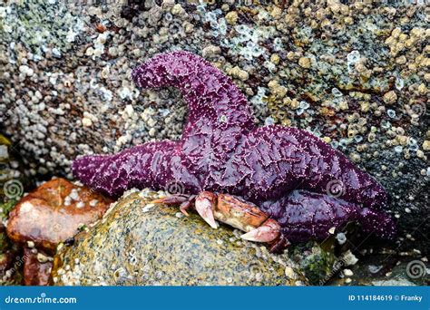 Ochre Starfish Pisaster Ochraceus Whytecliff Park, British Col Stock ...
