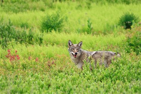 Coyote Wolf Hybrid Appalachia Virginia