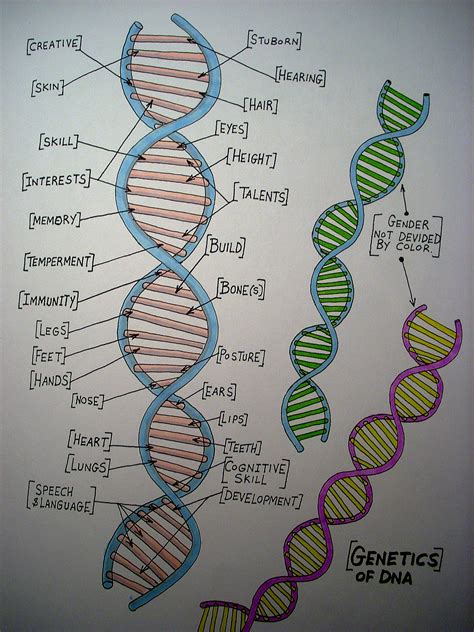 Drawing Of Dna