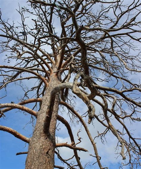 Holy Mother Tree of Mongolia, Sukhbaatar - Tripadvisor