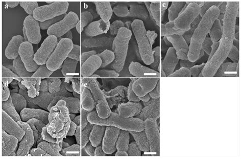Enhanced Antimicrobial Activity of N-Terminal Derivatives of a Novel ...