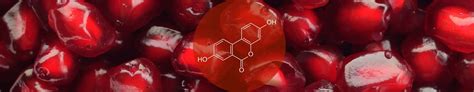 Urolithin A + Polyphenols: Study Insights