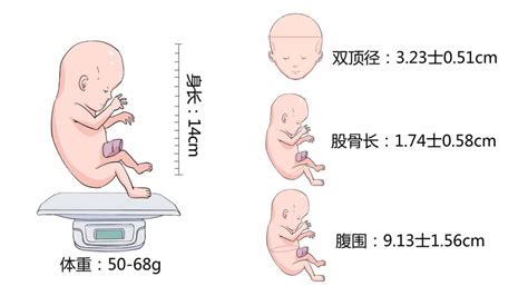 怀孕15周胎儿大小和发育标准-有来医生