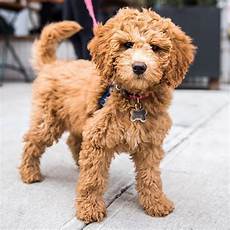 16 new goldendoodle haircut guide pictures meowlogy 16 new goldendoodle haircut guide pictures meowlogy 16 new goldendoodle haircut guide pictures meowlogy 16 new goldendoodle haircut guide pictures meowlogy
