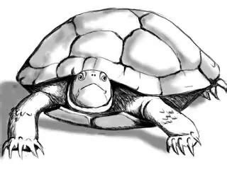 Image result for Beginner Turtle Art Tutorial