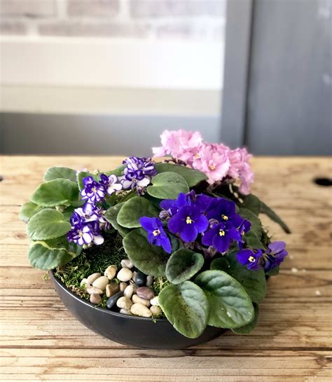 What Pot Size To Use For African Violet Plants at Isaac Oppen blog