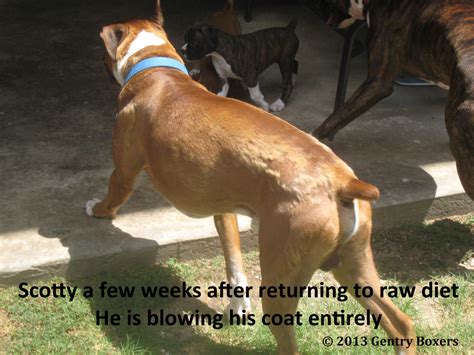 Image result for Boxer Dog Poop