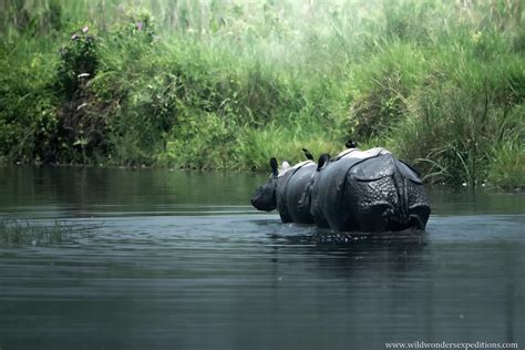 Manas National Park Wildlife Photography Tour | Wild Wonders Expeditions