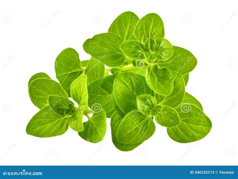 Oregano Herb Green Leaves Bunch. Fresh Organic Oregano Spicy Herb for ...