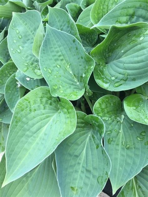 Hosta > Hosta 'Blue Heart' - The Beth Chatto Gardens