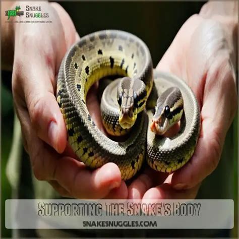 Image result for 6 Foot Ball Python