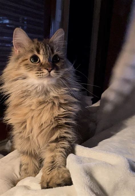 This is Isla (pronounced Eye-la). I got her from the local human ...