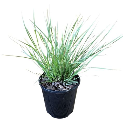 Robinson's Nursery | Lomandra Arctic Frost | Mitre10