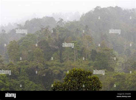 Image result for Eastern Java Bali Rain Forest