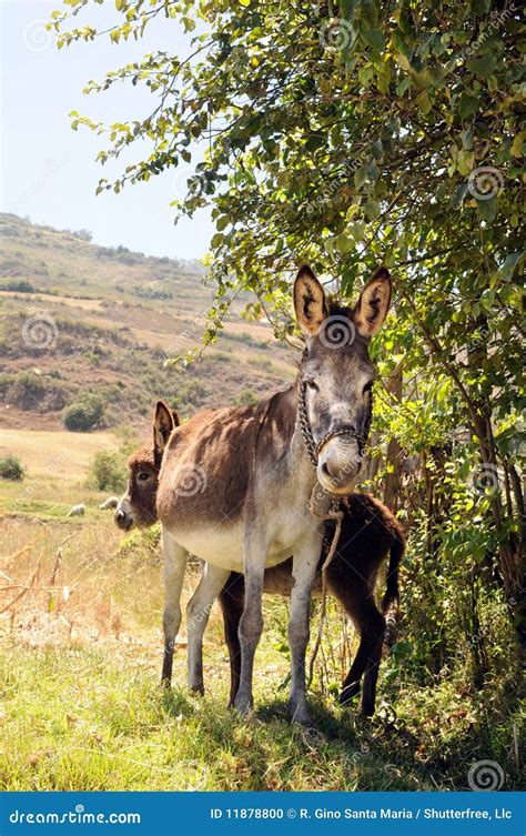 Female Donkey and Foal stock photo. Image of country - 11878800