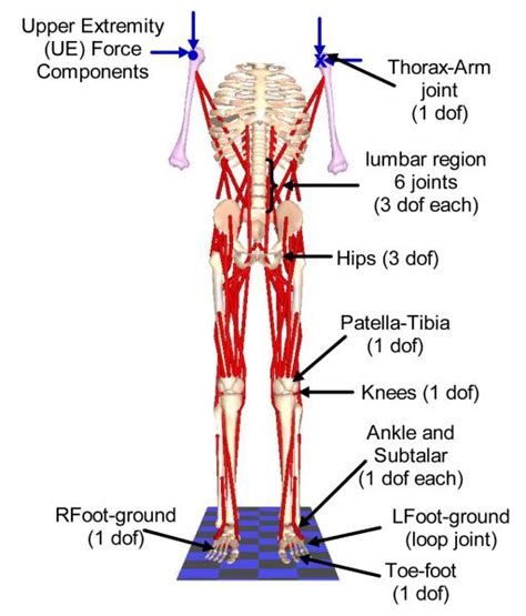 Cord Computer Simulation 的图像结果