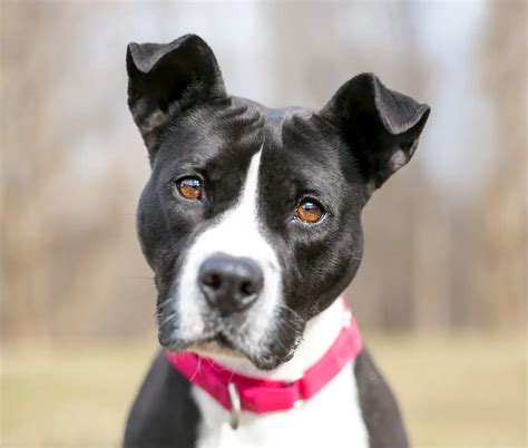 Sand Fly Bites On Dogs