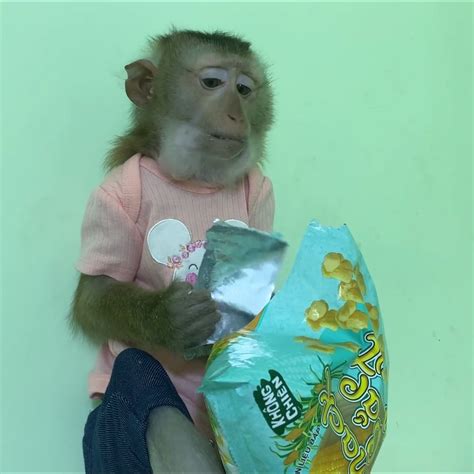 Image result for Monkey Falling Off Tree