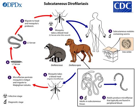 Is Heartworm In Dogs Contagious