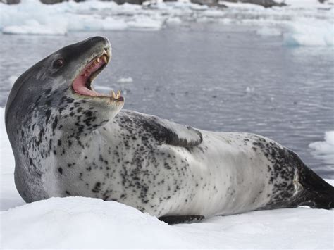 Leopard Seals Eating Penguins