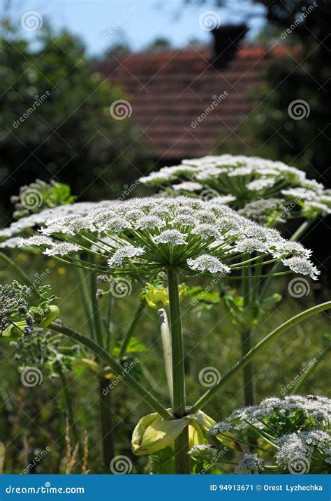 Poisonous Plant Cow Parsnip Sosnowski Stock Image - Image of relic ...