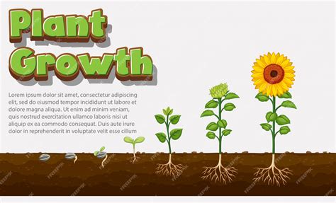 Seed Development 的图像结果